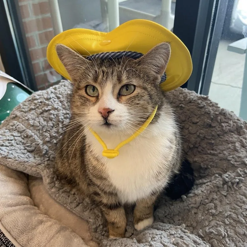 An adult medium-sized female Brown / Chocolate Domestic Short Hair cat named Tallah for adoption in Washington Township, OH
