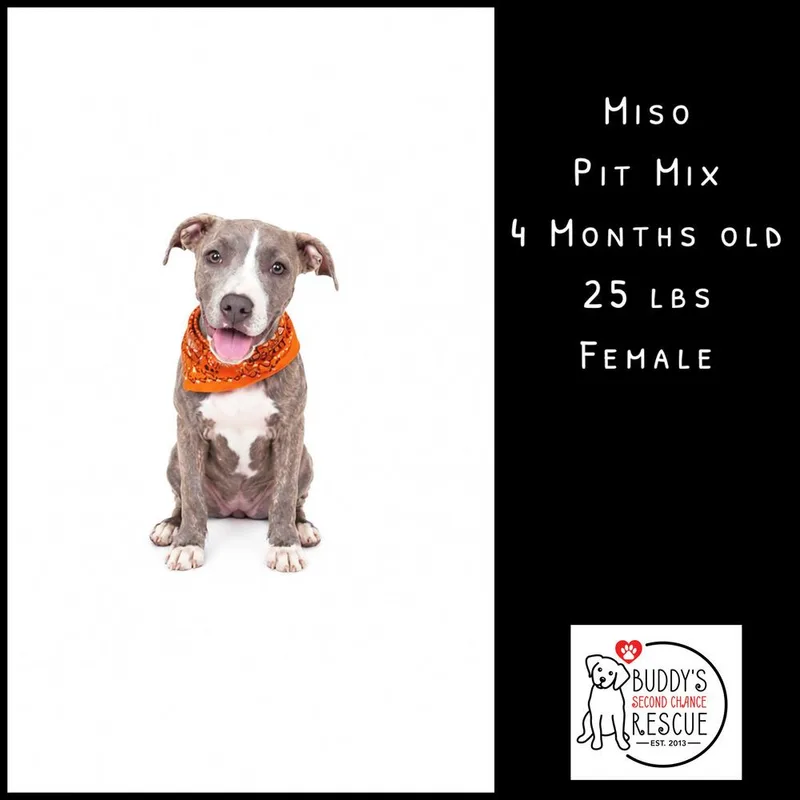 Miso thumbnail 2