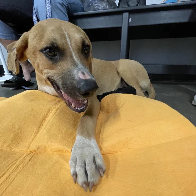 A young medium-sized male Yellow / Tan / Blond / Fawn Black Mouth Cur dog named Finn for adoption in Tampa, FL