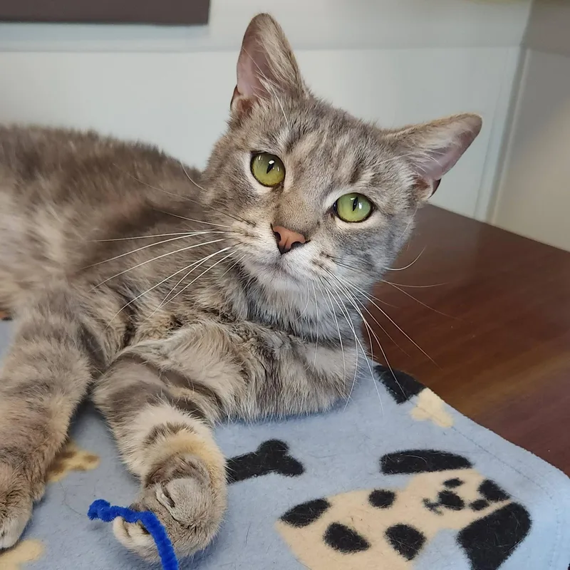 An adult medium-sized male Tabby (Gray / Blue / Silver) Tabby cat named Keeper for adoption in Marshfield, WI