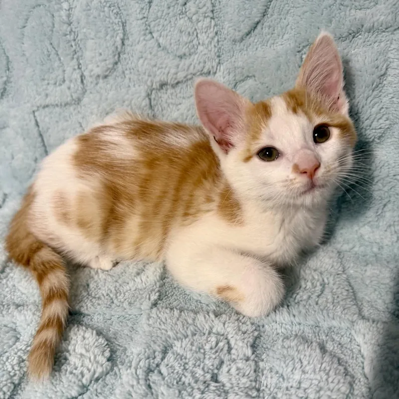 A baby small-sized female Orange / Red Domestic Short Hair cat named Rupee for adoption in Spokane, WA