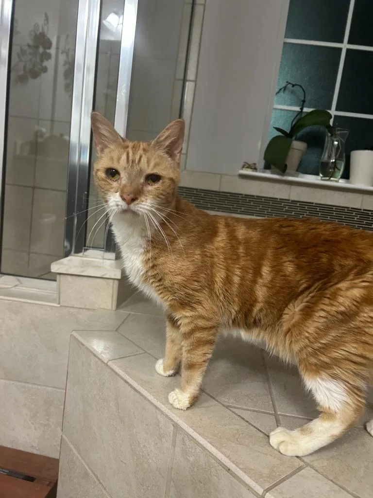 A baby medium-sized female Domestic Short Hair cat named Dumpling for adoption in Darien, GA