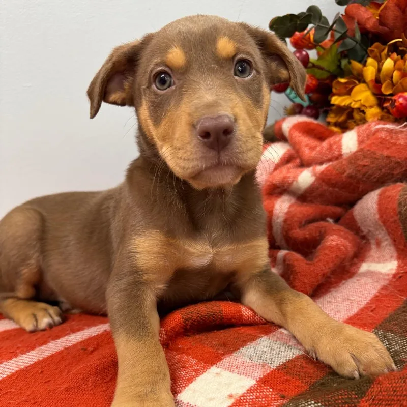 A baby small-sized female Brown / Chocolate Australian Shepherd dog named Winnie for adoption in Lebanon, MO