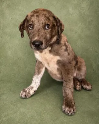 A young large-sized male Black Mixed Breed dog named Broccoli for adoption in Chickasha, OK