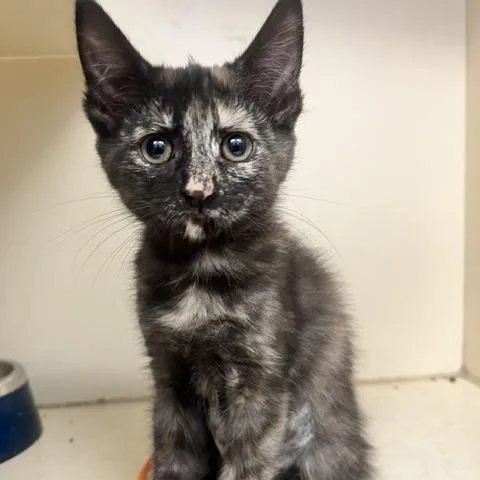 A baby small-sized female Black Domestic Medium Hair cat named Black Amethyst for adoption in Dayton, OH