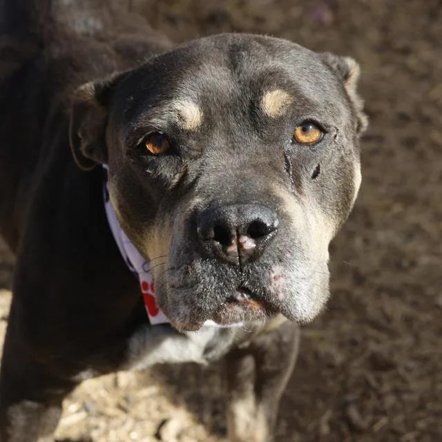 An adult medium-sized female American Staffordshire Terrier dog named Moxie for adoption in San Antonio, TX