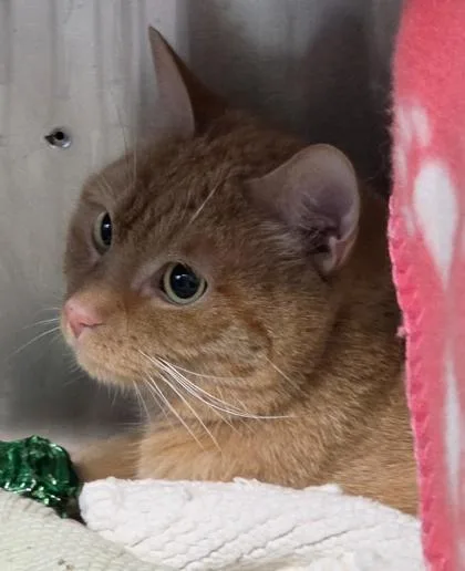 An adult medium-sized male Domestic Short Hair cat named Zeus for adoption in Conway, SC