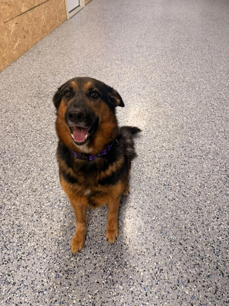 An adult large-sized female German Shepherd Dog dog named Maui for adoption in Indianapolis, IN