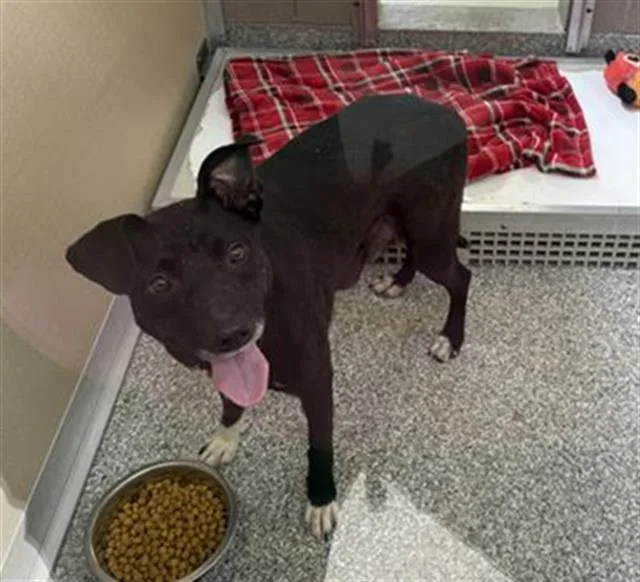 An adult medium-sized female Border Collie dog named Holiday for adoption in Fairfield, CA