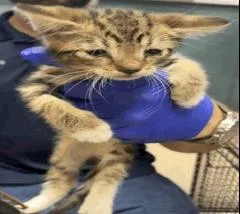A baby small-sized male Domestic Short Hair cat named Scruffington for adoption in Ruskin, FL