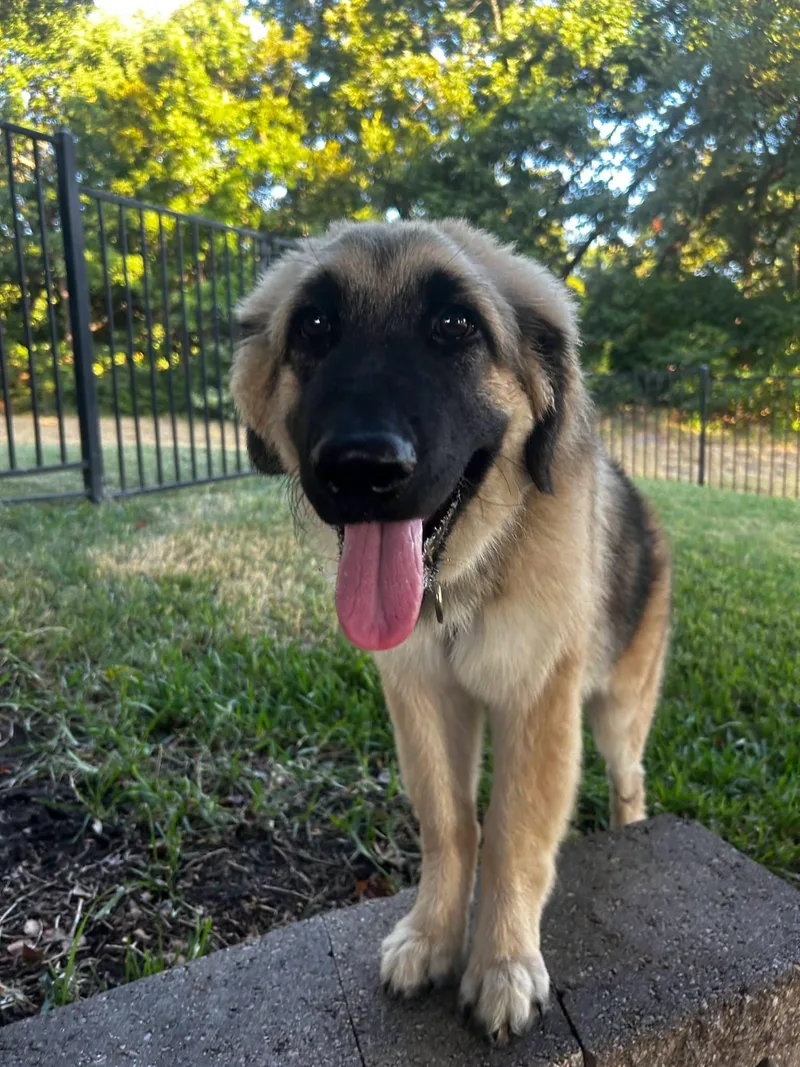 Athena