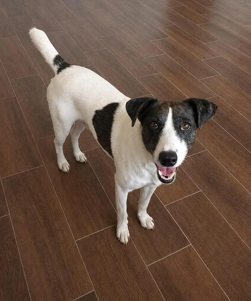 A young medium-sized female Tricolor (Brown, Black, & White) Jack Russell Terrier dog named Manchitas for adoption in Gig Harbor, WA