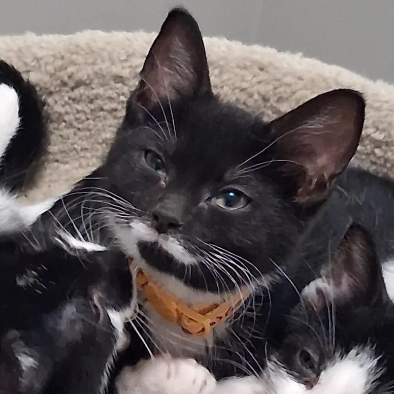 A baby medium-sized female Black & White / Tuxedo Domestic Short Hair cat named Shaggy for adoption in Chicago, IL