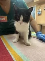 A baby medium-sized female Black & White / Tuxedo Tuxedo cat named Guppy for adoption in Phoenix, AZ