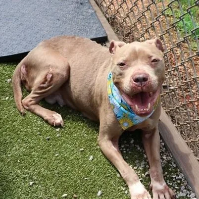 A senior medium-sized female Mixed Breed dog named Lilah for adoption in Athens, GA