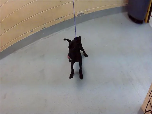 A young small-sized male Pit Bull Terrier dog named Tiny for adoption in Tulsa, OK