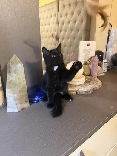 A baby medium-sized female Black Bombay cat named Moonlight for adoption in Liverpool, TX
