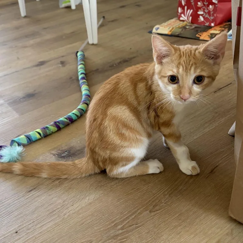 A baby small-sized male Orange / Red Domestic Short Hair cat named Kitsune for adoption in Costa Mesa, CA