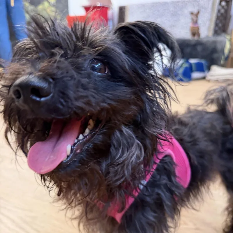 A senior small-sized female Poodle dog named Velvet for adoption in San Francisco, CA
