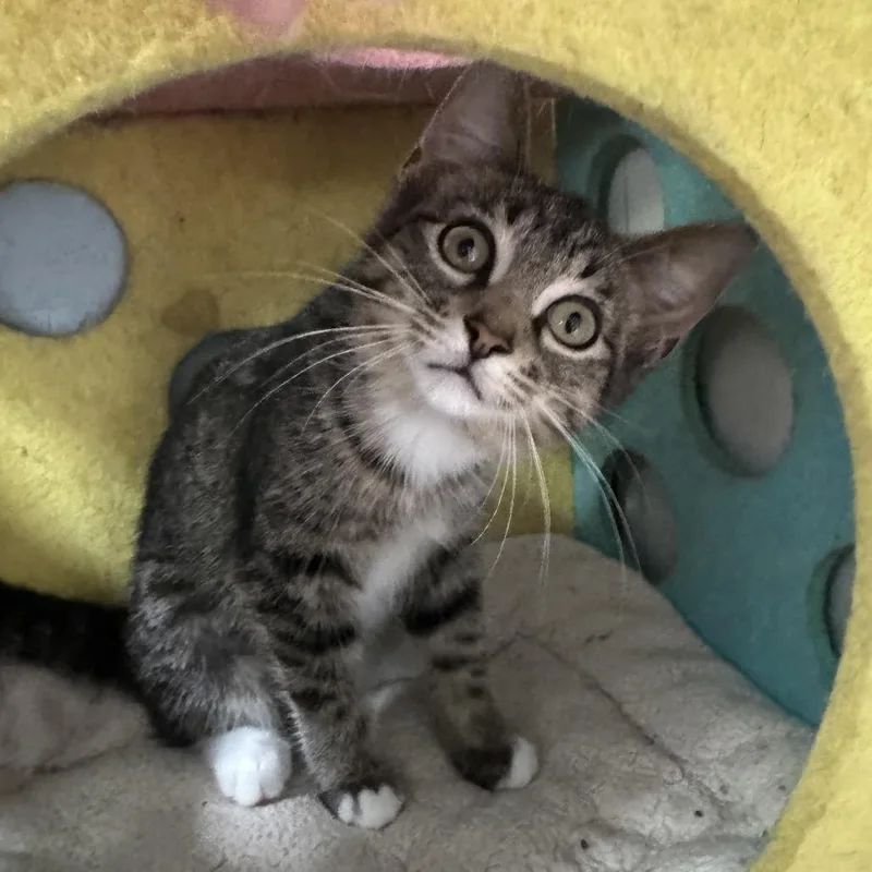 A baby small-sized female Gray / Blue / Silver Domestic Short Hair cat named Rose for adoption in Richland, MI