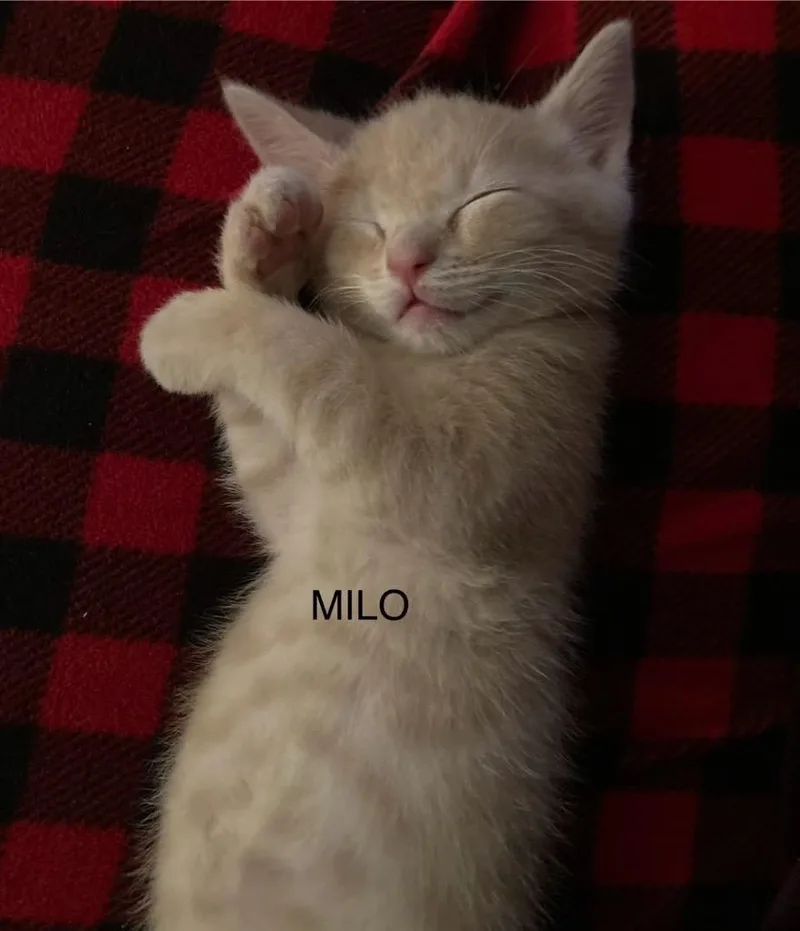 A baby medium-sized male Domestic Short Hair cat named Milo for adoption in Johnson City, TN