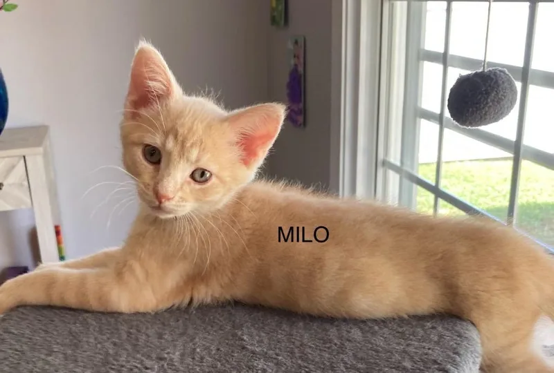 Milo thumbnail 2