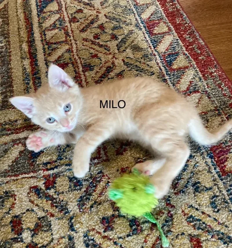 Milo thumbnail 4