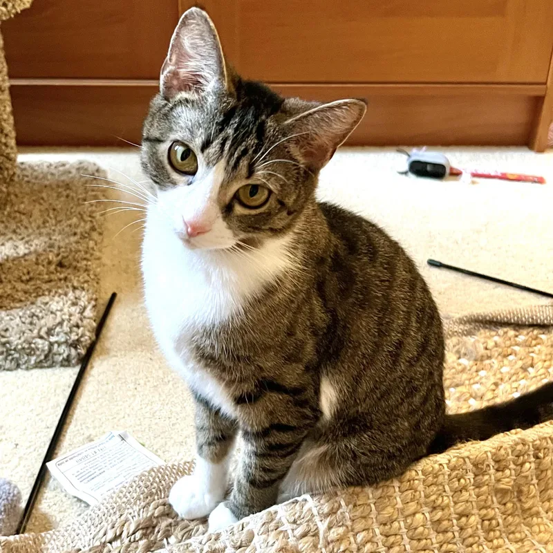 A young small-sized female Tabby cat named Gracie for adoption in Altoona, PA