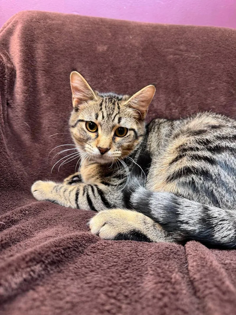 A baby medium-sized male Domestic Short Hair cat named Denali for adoption in Alexandria, MN
