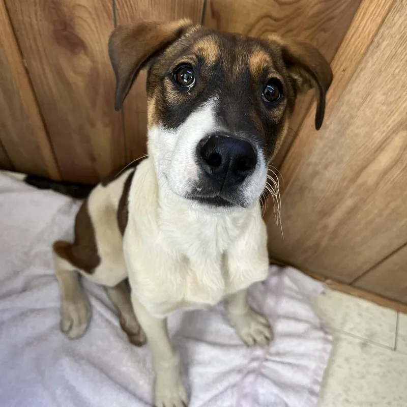 A baby medium-sized male Brown / Chocolate Mixed Breed dog named Squanchy for adoption in Columbiana, AL