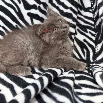 A baby small-sized male Domestic Long Hair cat named Grayson for adoption in New Tazewell, TN