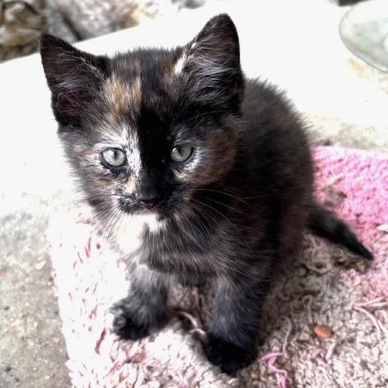 A baby small-sized female Calico Domestic Short Hair cat named Nutty Siblings Hazelnut for adoption in Washington, DC
