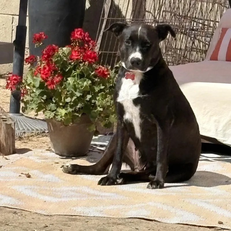 Gigi