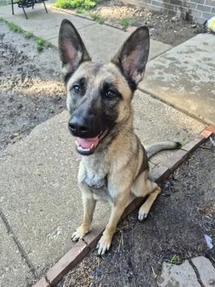 A young medium-sized female Black Belgian Shepherd / Malinois dog named Nova for adoption in Lafayette, IN