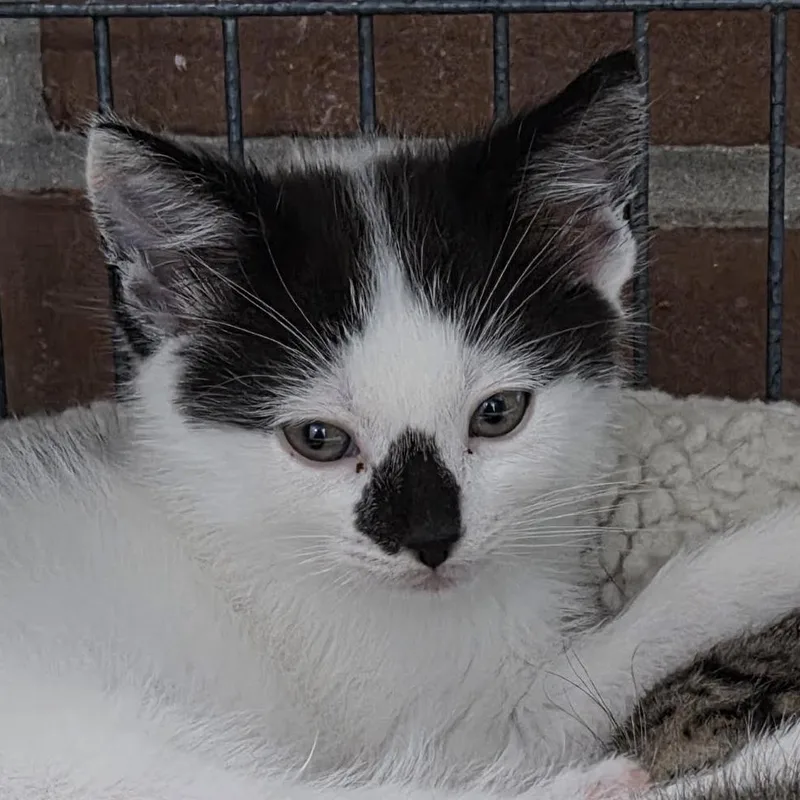 A baby small-sized female White Domestic Medium Hair cat named Pancake for adoption in Camden, DE