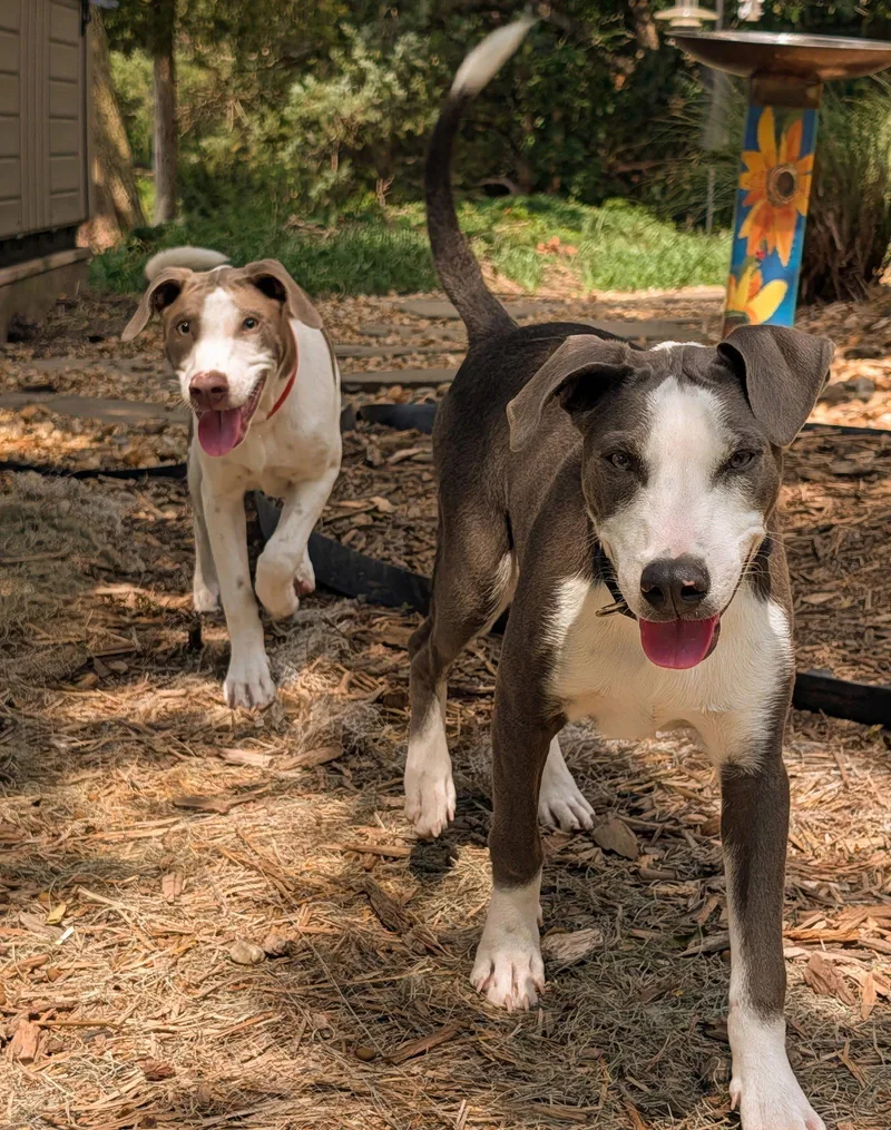 A young medium-sized male Bull Terrier dog named Thor for adoption in Virginia Beach, VA