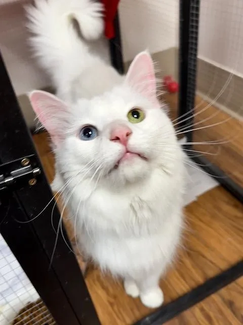 An adult large-sized male White Domestic Long Hair cat named Spunk for adoption in Medina, OH