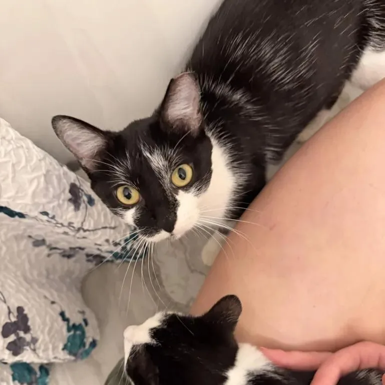 A young medium-sized female Black Domestic Short Hair cat named Grace for adoption in Cleveland Heights, OH