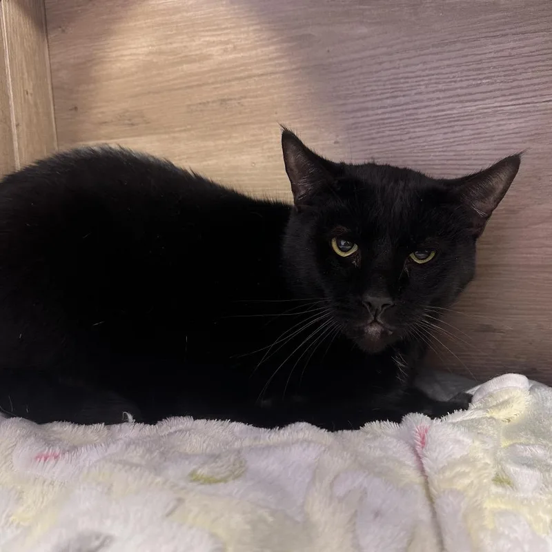 An adult large-sized male Black Domestic Short Hair cat named Willy for adoption in Boston, MA