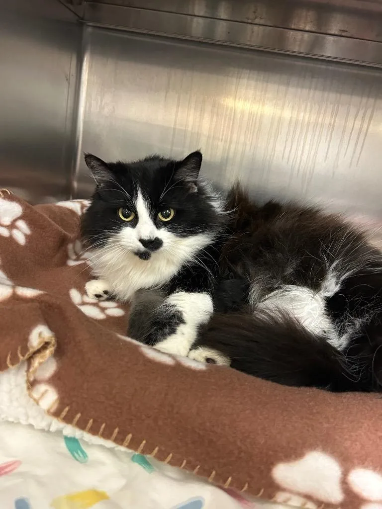 An adult medium-sized female Domestic Long Hair cat named Ruby for adoption in Mineral, VA