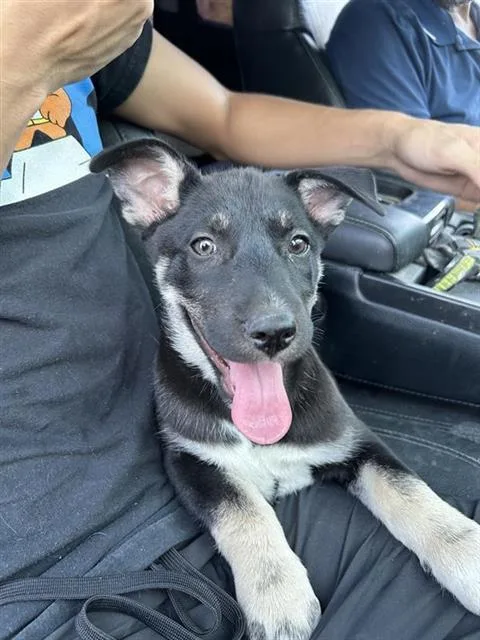 A baby small-sized male German Shepherd Dog dog named Reeds for adoption in San Antonio, TX
