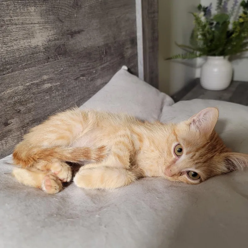 A baby small-sized male Orange / Red Domestic Short Hair cat named Cheeto Ivenschenko for adoption in Las Vegas, NV