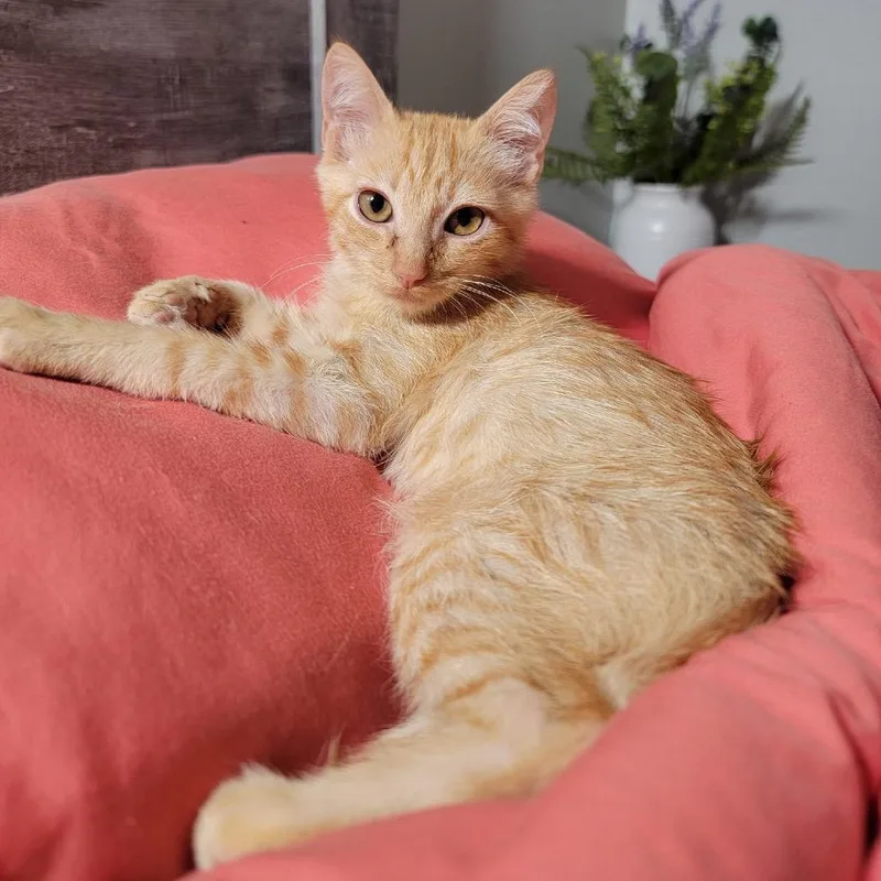 Cheeto Ivenschenko thumbnail 2