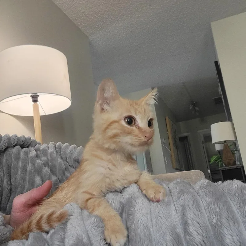 Cheeto Ivenschenko thumbnail 4