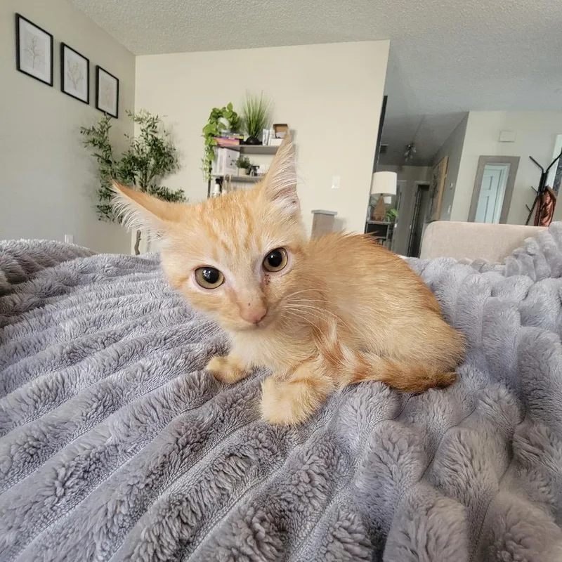 Cheeto Ivenschenko thumbnail 6