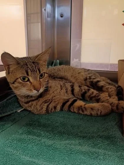 An adult small-sized female Domestic Short Hair cat named Kiki for adoption in West Chester, PA
