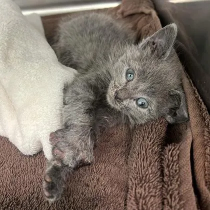 A baby medium-sized female Domestic Short Hair cat named Greta for adoption in West Chester, PA
