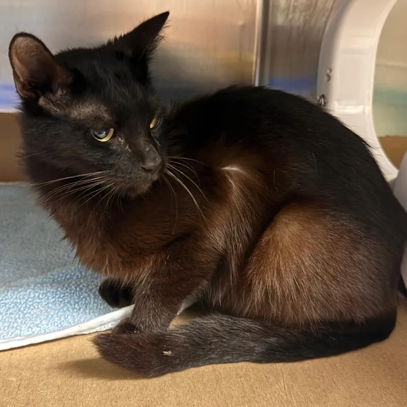 An adult medium-sized male Black Domestic Short Hair cat named Bert for adoption in Lake Panasoffkee, FL