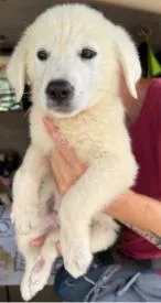 A baby small-sized female White / Cream Anatolian Shepherd dog named Pearl Gemstone for adoption in Waunakee, WI