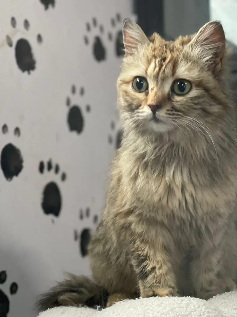 A young medium-sized female Domestic Long Hair cat named Yansoun The Loving for adoption in Somerset, NJ